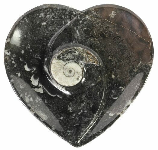 Heart Shaped Fossil Goniatite Dish #61291